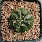 Gymnocalycium anisitsii Hoja