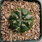 Gymnocalycium anisitsii Ліст