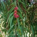 Eucalyptus leucoxylon Blad