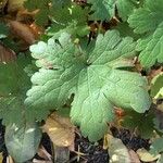 Geranium versicolor Deilen