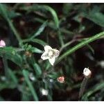 Epilobium coloratum Habit