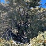 Pinus monophylla Hoja