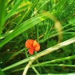 Lathyrus sphaericus Квітка