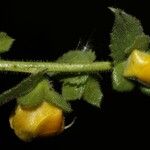 Verbascum creticum Flor
