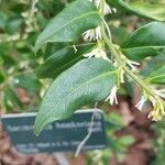 Sarcococca hookeriana Leaf