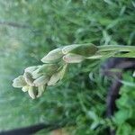 Polianthes tuberosa Blüte