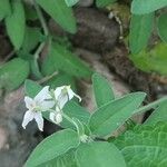 Solanum chenopodioides Лист