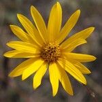 Helianthus occidentalis Flower