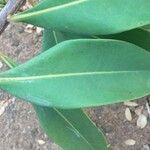 Norantea guianensis Coajă