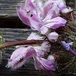 Phlomoides tuberosa 花
