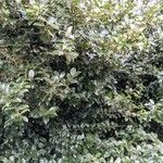 Ilex meserveae Natur