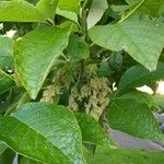 Pterostyrax hispidus Folla