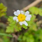 Tanacetum parthenium 花