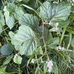 Rubus fruticosus Blatt