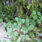 Houstonia serpyllifolia Habit