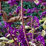 Callicarpa americana Plod