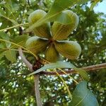 Sterculia foetida Fruit