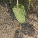 Stachys maritima Leaf