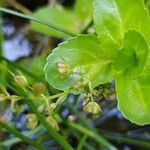 Veronica beccabunga Fruit