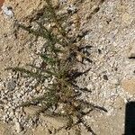 Suaeda spicata Likasa