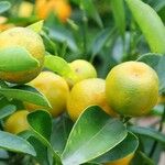 Citrus × microcarpa फल