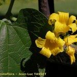 Thladiantha dubia Цвят