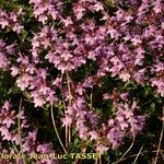 Thymus nitens Habit