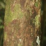 Lecythis persistens Kabuk