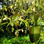 Viburnum prunifolium Leaf