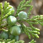 Juniperus foetidissima 果