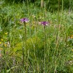 Geropogon hybridus Tervik taim