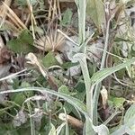 Tragopogon dubius 葉