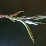 Panicum atrosanguineum Leaf