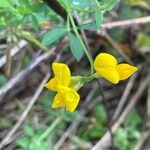 Lotus corniculatus Kukka