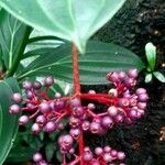 Medinilla speciosa 果實