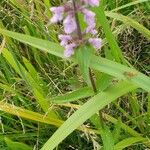 Stachys palustrisFlower