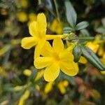 Jasminum nudiflorumFlor