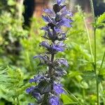 Ajuga pyramidalisÇiçek