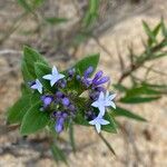 Declieuxia fruticosa Flower