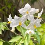 Solanum laxum 花