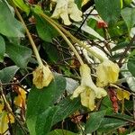 Brunfelsia americana Habit