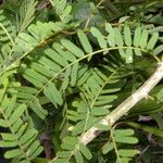 Machaerium microphyllum Hoja
