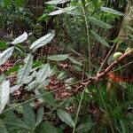 Connarus fasciculatus Hoja