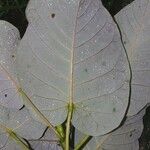 Ficus nymphaeifolia Φύλλο