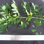 Diphysa americana ᱮᱴᱟᱜ