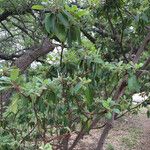 Arbutus xalapensis Habitus