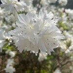 Rhododendron arborescens Fleur