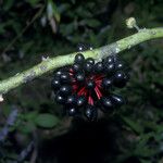 Guatteria punctata 果實