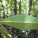 Myrsine citrifolia Leaf