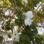 Ipomoea arborescens Flower